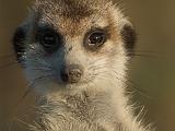 Africa 044 : Africa, Animal, Botswana, Makgadikgadi, Mammal, Meerkat